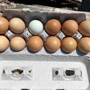 Free Range Chicken Eggs