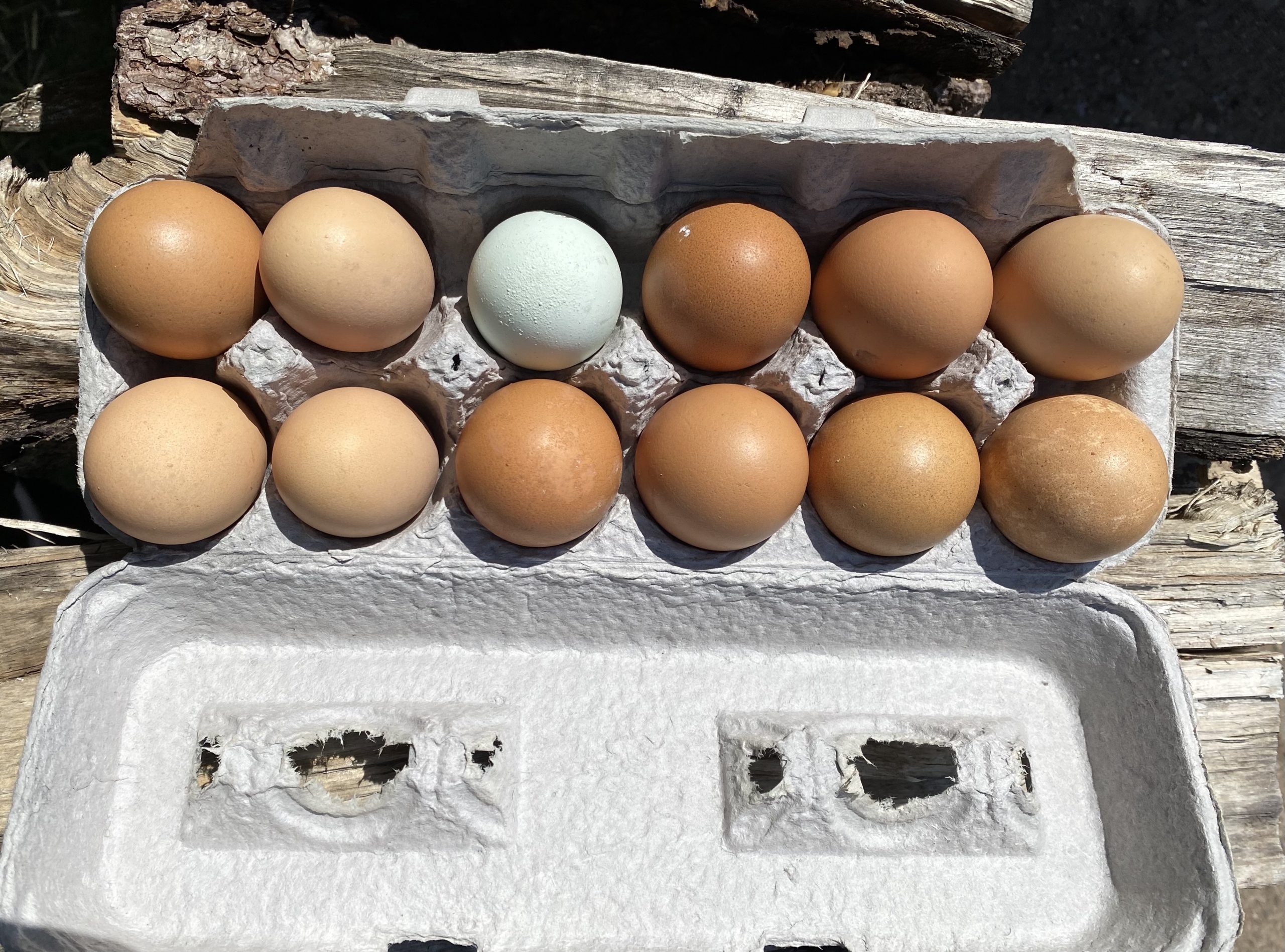 Free Range Chicken Eggs (1 Dozen Brown)