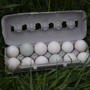 Free Range Duck Eggs