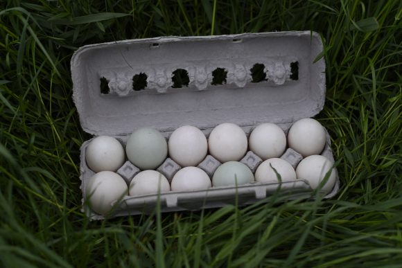 Free Range Duck Eggs