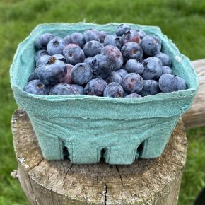 Blueberries