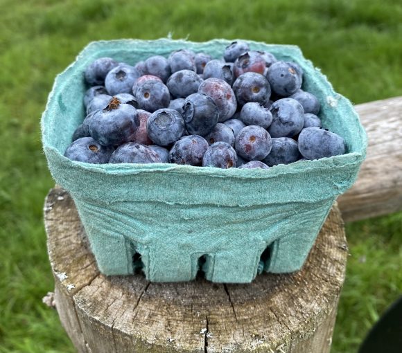 Blueberries