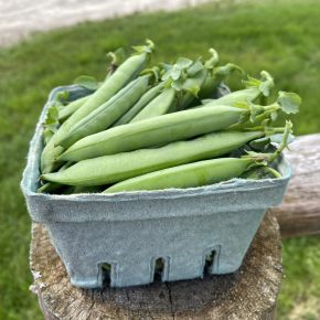 Snap Peas