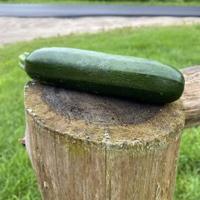 Zucchini