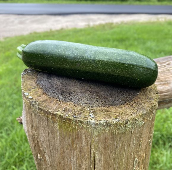 Zucchini