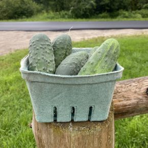 Pickling Cucumbers