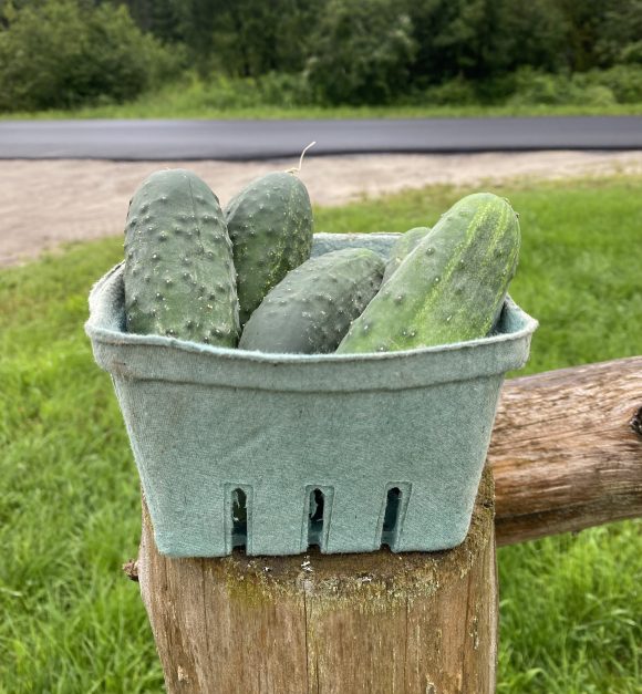 Pickling Cucumbers