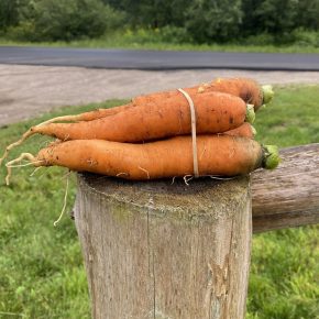 Carrots