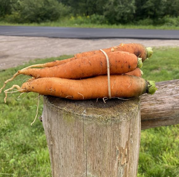 Carrots