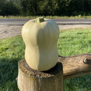 Butternut Squash