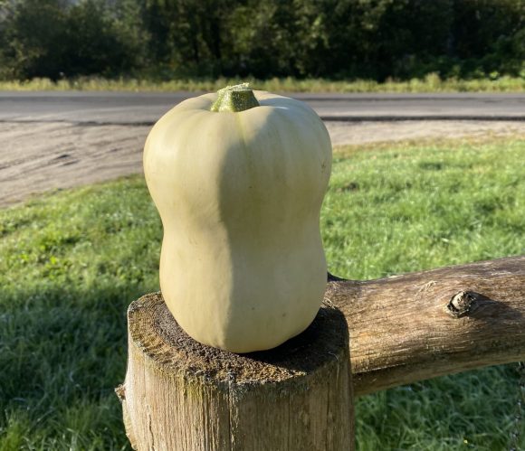 Butternut Squash