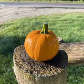 Mini Pumpkins