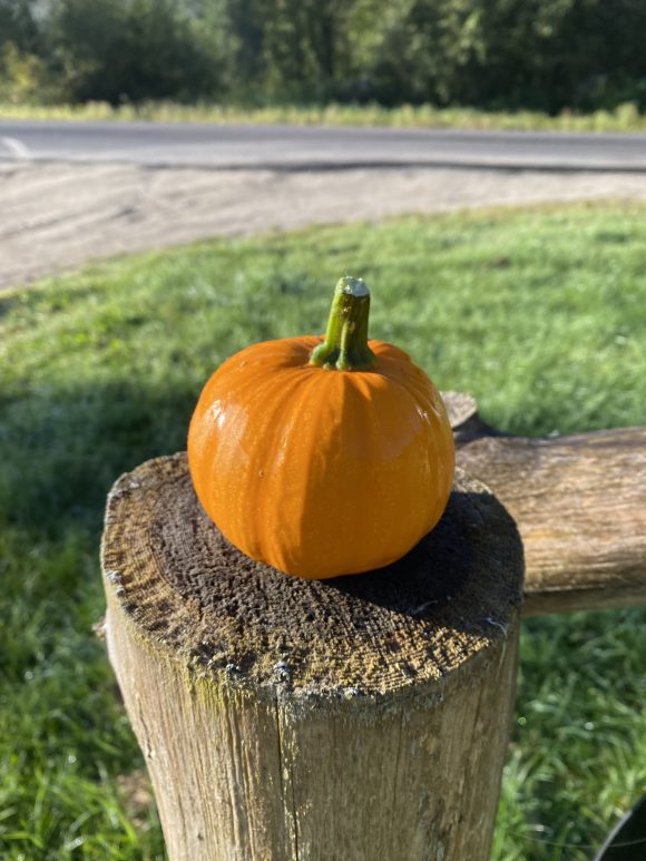 Mini Pumpkins