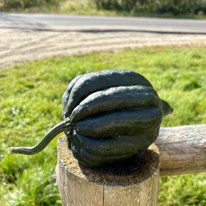 Acorn Squash
