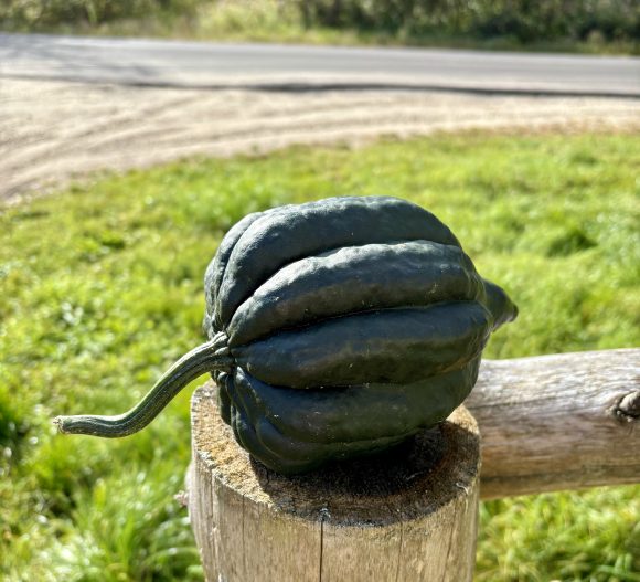Acorn Squash