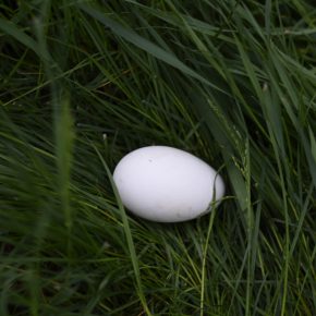 Free Range Goose Egg
