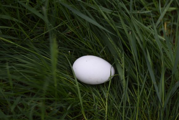Free Range Goose Egg